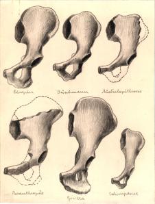 Paläöanthropologische Darstellung