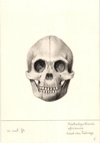 Paläöanthropologische Darstellung