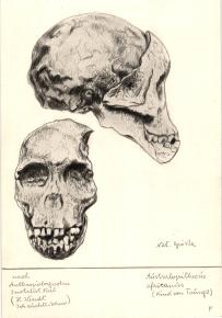Paläöanthropologische Darstellung