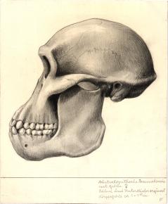 Paläöanthropologische Darstellung