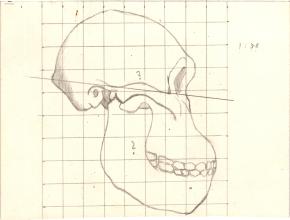 Paläöanthropologische Darstellung