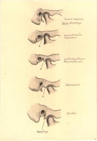 Paläöanthropologische Darstellung