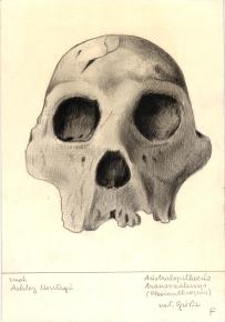 Paläöanthropologische Darstellung