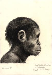 Paläöanthropologische Darstellung