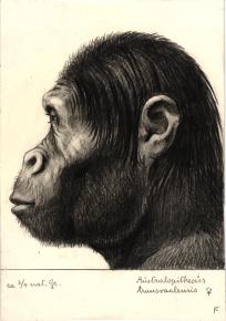 Paläöanthropologische Darstellung