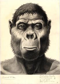 Paläöanthropologische Darstellung