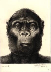 Paläöanthropologische Darstellung