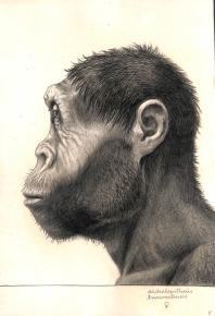 Paläöanthropologische Darstellung