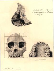 Paläöanthropologische Darstellung