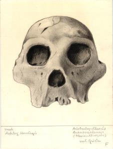 Paläöanthropologische Darstellung