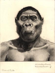 Paläöanthropologische Darstellung