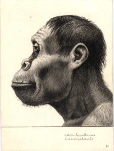 Paläöanthropologische Darstellung