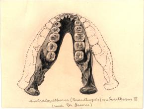 Paläöanthropologische Darstellung