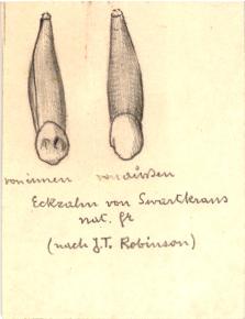 Paläöanthropologische Darstellung