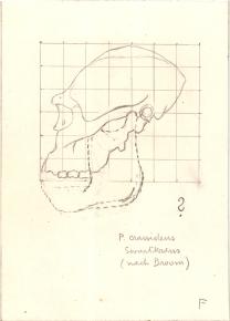 Paläöanthropologische Darstellung