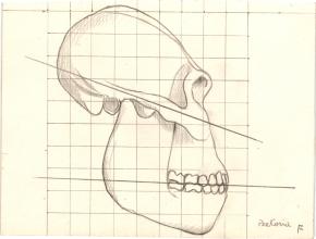 Paläöanthropologische Darstellung