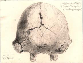 Paläöanthropologische Darstellung