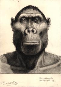 Paläöanthropologische Darstellung