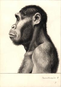 Paläöanthropologische Darstellung