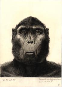 Paläöanthropologische Darstellung