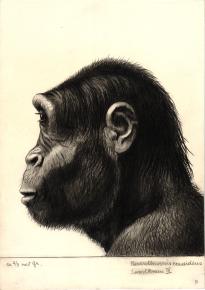 Paläöanthropologische Darstellung