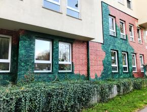 Efeu auf Hauswand