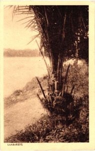 Beschriftetes Druchbild einer Kokospalme, Lambarene