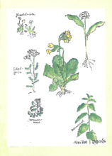 Grußkarte von Maria Middeke-Sieme an Siegfried Neukirch