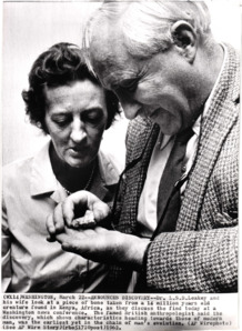 Dr. Louis Leakey und seine Frau Mary beim Betrachten eines 14 Millionen alten Knochenfragments