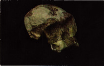 Schädel eines Homo habilis