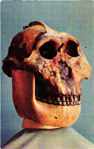 Schädel von Zinjanthropus